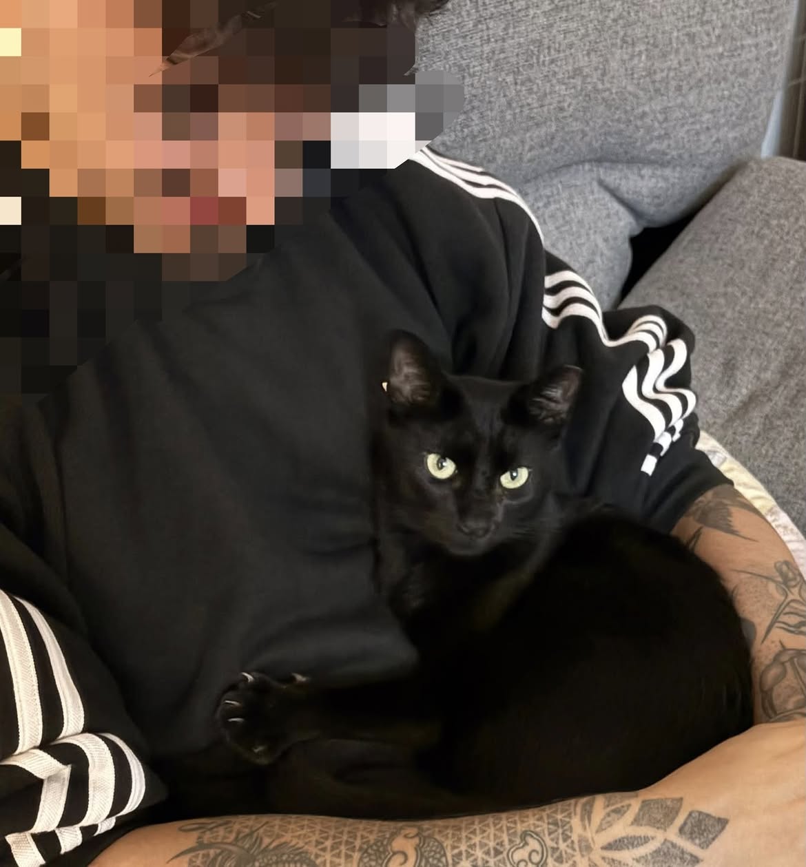 Gato Paulino